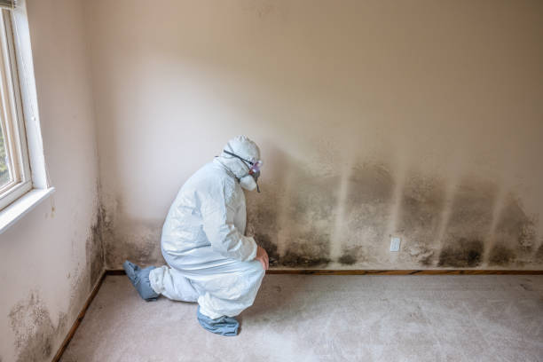 Why You Should Choose Our Mold Remediation Services in Horizon City, TX